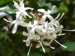 Pavetta kotzei flowers
